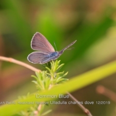 Zizina otis (Common Grass-Blue) at Ulladulla Reserves Bushcare - 29 Dec 2019 by Charles Dove