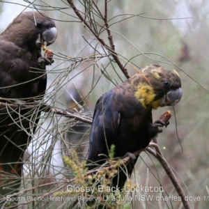 Calyptorhynchus lathami lathami at Ulladulla, NSW - suppressed