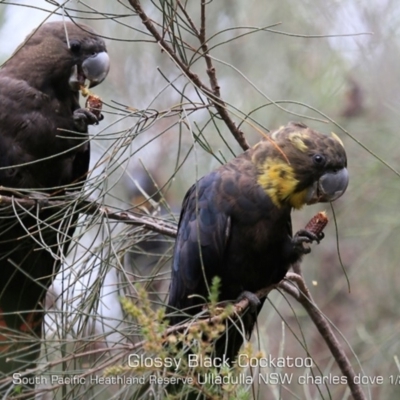 Calyptorhynchus lathami (Glossy Black-Cockatoo) at South Pacific Heathland Reserve - 1 Jan 2020 by Charles Dove