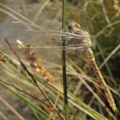 Orthetrum caledonicum (Blue Skimmer) at Gordon, ACT - 27 Nov 2019 by michaelb