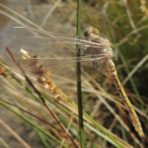 Orthetrum caledonicum at Gordon, ACT - 27 Nov 2019 01:42 PM