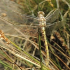 Orthetrum caledonicum at Gordon, ACT - 27 Nov 2019 01:42 PM