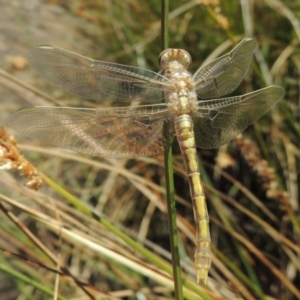 Orthetrum caledonicum at Gordon, ACT - 27 Nov 2019 01:42 PM