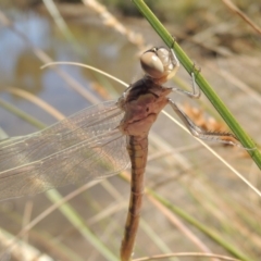 Orthetrum caledonicum at Gordon, ACT - 27 Nov 2019 01:42 PM