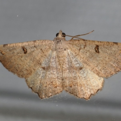 Dissomorphia australiaria (Dashed Geometrid, Ennominae) at Ainslie, ACT - 30 Dec 2019 by jbromilow50