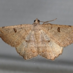 Dissomorphia australiaria (Dissomorphia australiaria) at Ainslie, ACT - 30 Dec 2019 by jbromilow50