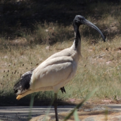 Threskiornis molucca (Australian White Ibis) at Gordon, ACT - 27 Nov 2019 by michaelb