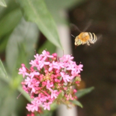 Amegilla (Zonamegilla) asserta (Blue Banded Bee) at Calwell, ACT - 8 Jan 2020 by DonLimn