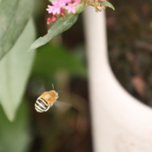 Amegilla (Zonamegilla) asserta at Calwell, ACT - 9 Jan 2020