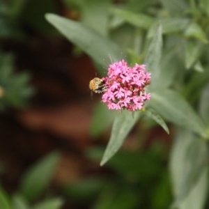 Amegilla (Zonamegilla) asserta at Calwell, ACT - 9 Jan 2020