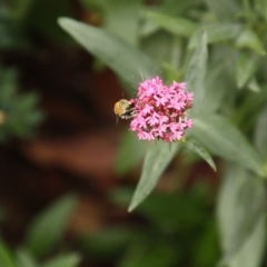 Amegilla (Zonamegilla) asserta at Calwell, ACT - 9 Jan 2020