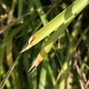 Lomandra longifolia at Yass River, NSW - 8 Jan 2020 04:15 PM