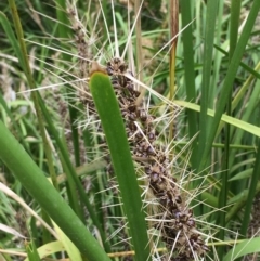 Lomandra longifolia at Yass River, NSW - 8 Jan 2020 04:15 PM