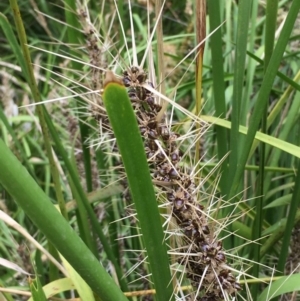 Lomandra longifolia at Yass River, NSW - 8 Jan 2020 04:15 PM