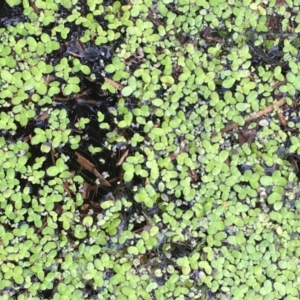 Lemna disperma at Yass River, NSW - 8 Jan 2020