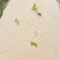 Lemna disperma at Yass River, NSW - 8 Jan 2020