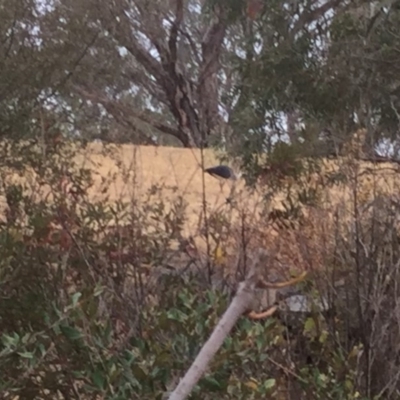 Threskiornis spinicollis (Straw-necked Ibis) at Flynn, ACT - 9 Jan 2020 by Npeel01