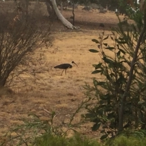 Threskiornis spinicollis at Flynn, ACT - 9 Jan 2020