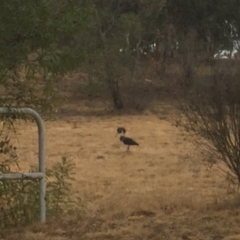 Threskiornis spinicollis at Flynn, ACT - 9 Jan 2020