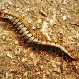 Cormocephalus aurantiipes at Wanniassa, ACT - 8 Jan 2020 06:20 PM