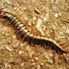 Cormocephalus aurantiipes (Orange-legged Centipede) at Wanniassa, ACT - 8 Jan 2020 by JohnBundock