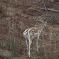 Dama dama (Fallow Deer) at Cotter River, ACT - 8 Jan 2020 by SandraH