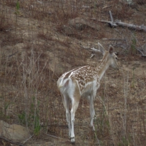 Dama dama at Cotter River, ACT - suppressed