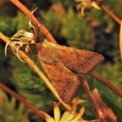 Australothis rubrescens at Wanniassa, ACT - 8 Jan 2020