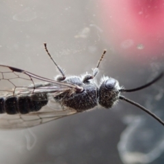 Tiphiidae (family) (Unidentified Smooth flower wasp) at Spence, ACT - 9 Jan 2020 by Laserchemisty