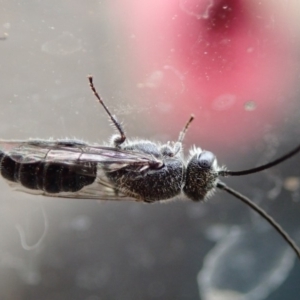 Tiphiidae (family) at Spence, ACT - 9 Jan 2020