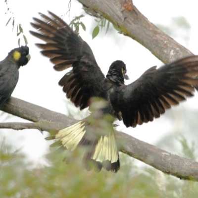 Zanda funerea (Yellow-tailed Black-Cockatoo) at Wingecarribee Local Government Area - 8 Jan 2020 by Snowflake