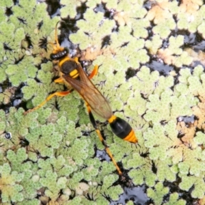 Sceliphron laetum at Chapman, ACT - 8 Jan 2020