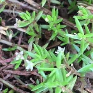 Crassula helmsii at Yass River, NSW - 8 Jan 2020 05:27 PM