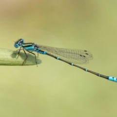 Austroagrion watsoni (Eastern Billabongfly) at Chapman, ACT - 8 Jan 2020 by SWishart