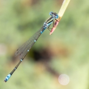 Austroagrion watsoni at Chapman, ACT - 8 Jan 2020