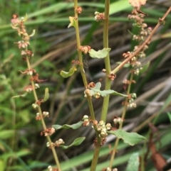 Rumex conglomeratus (Clustered Dock) at Yass River, NSW - 8 Jan 2020 by JaneR