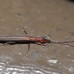 Syllitus microps (Longicorn or Longhorn beetle) at ANBG - 26 Nov 2019 by TimL