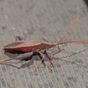 Amorbus sp. (genus) at Hackett, ACT - 26 Nov 2019