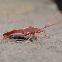 Amorbus sp. (genus) at Hackett, ACT - 26 Nov 2019