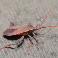 Amorbus sp. (genus) at Hackett, ACT - 26 Nov 2019