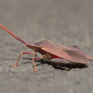 Amorbus sp. (genus) at Hackett, ACT - 26 Nov 2019 01:12 PM