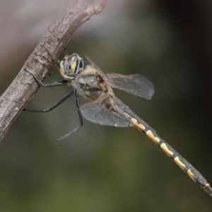 Hemicordulia tau at Acton, ACT - 26 Nov 2019 01:24 PM