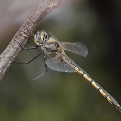 Hemicordulia tau (Tau Emerald) at Acton, ACT - 26 Nov 2019 by TimL