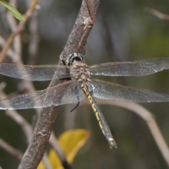 Hemicordulia tau at Acton, ACT - 26 Nov 2019