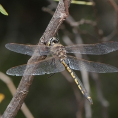 Hemicordulia tau at Acton, ACT - 26 Nov 2019 01:24 PM