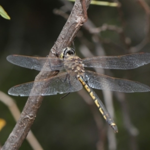 Hemicordulia tau at Acton, ACT - 26 Nov 2019