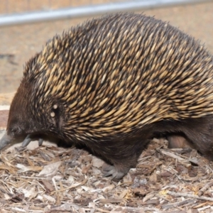 Tachyglossus aculeatus at Acton, ACT - 26 Nov 2019 12:49 PM