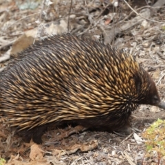 Tachyglossus aculeatus at Acton, ACT - 26 Nov 2019 12:49 PM