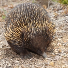 Tachyglossus aculeatus at Acton, ACT - 26 Nov 2019 12:49 PM