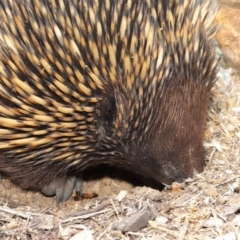 Tachyglossus aculeatus at Acton, ACT - 26 Nov 2019 12:49 PM